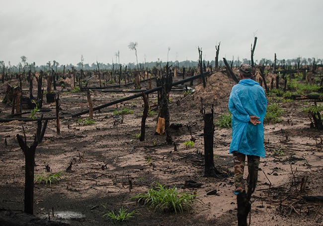 Kambodscha. wüstenwaldjpg