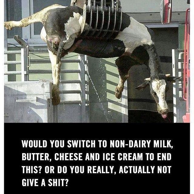 Kuh am Krahn mit schönem Zitat