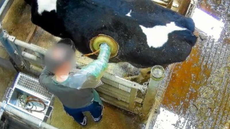 kuh im Stall und lochpg