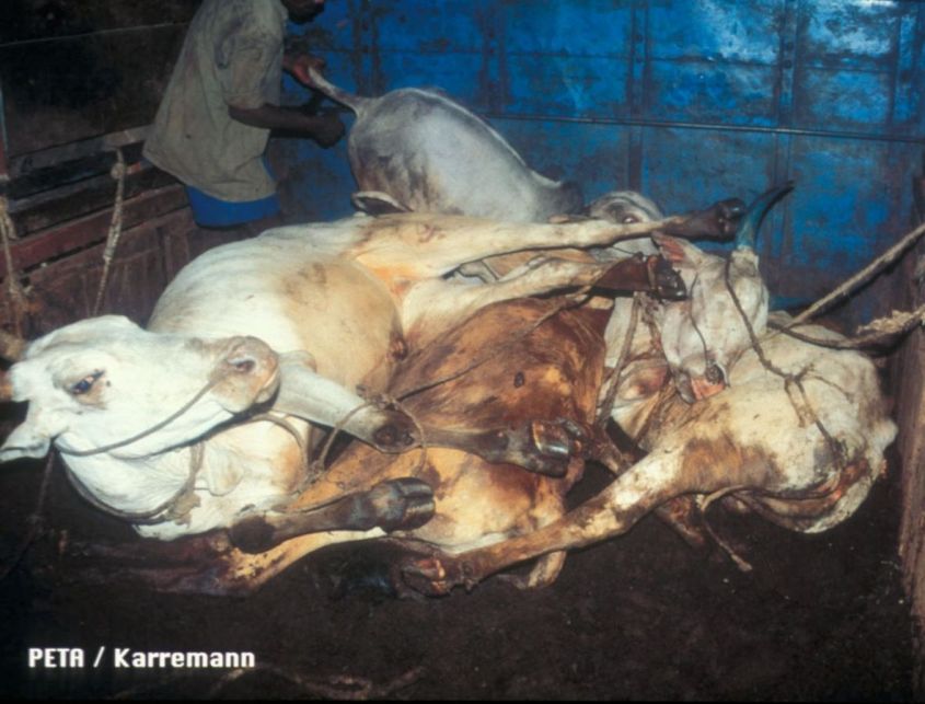 Leder-Indische-Kuehe-Manfred-Karremann