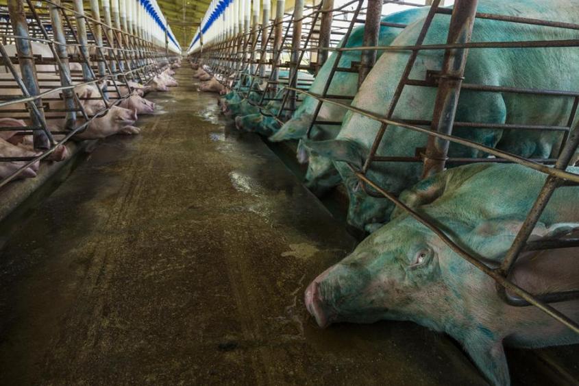 massenproduktion-nahrungsmittel-mit schweine