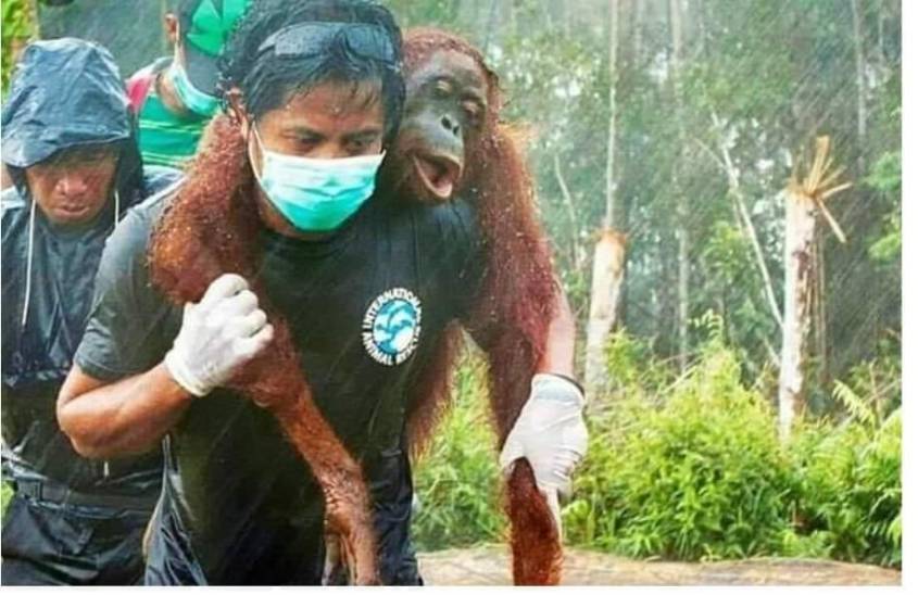 rettung eines Affenjpg