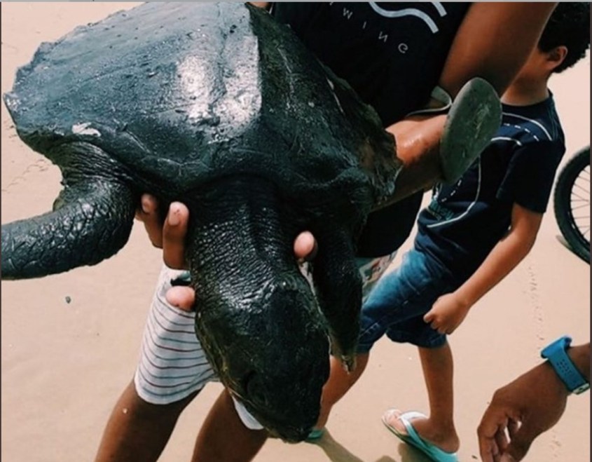 schildkröte mit öljpg