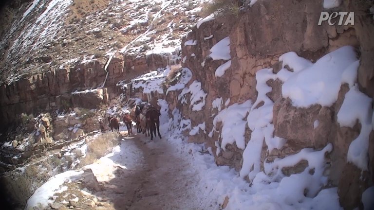 slipping-on-ice-4-horsejpg