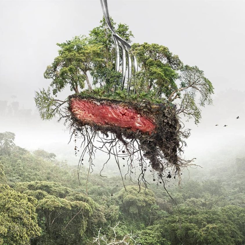 stück wald mit fleischjpg