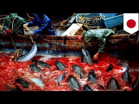 taiji 7