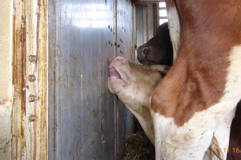 Tiertransporte-Hitze-hecheln-jpg