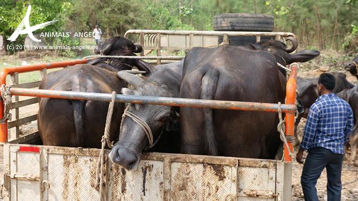 Tiertransporte Indien