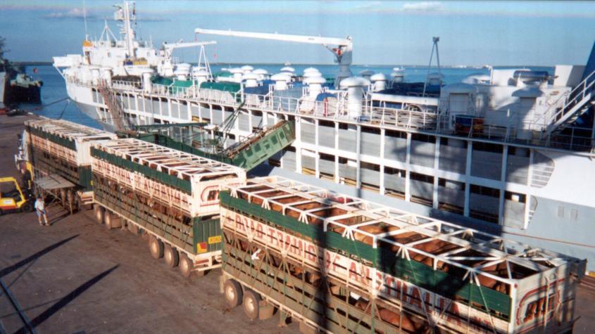 tiertransporte-Schiff Transport