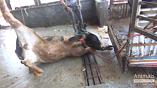 Tiertransport per Schiff: sterreichs grausamer Milchklber-Export