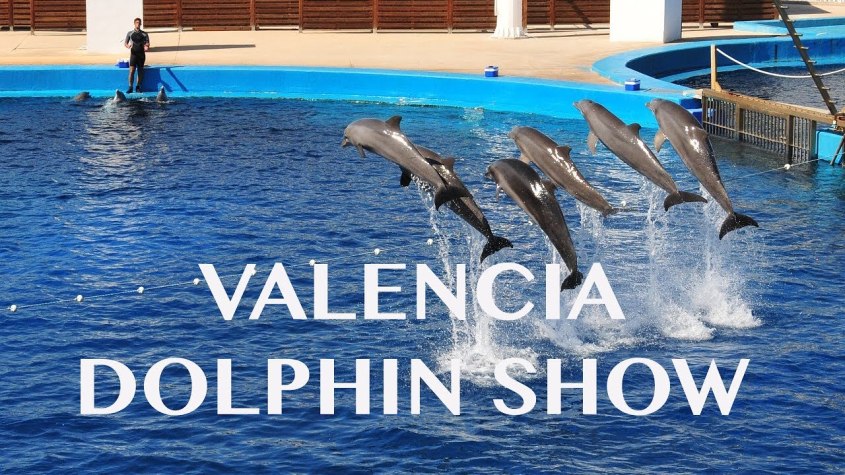 valencia dolphin show