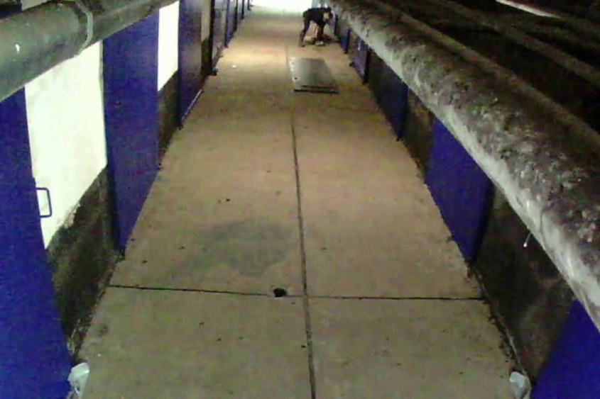 2019-schweinemast-toetung-2