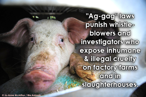 Ag Gag 2