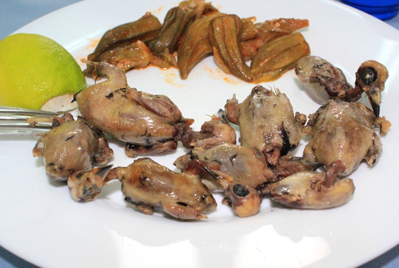 ambelopoulia-BirdLife-Cyprus