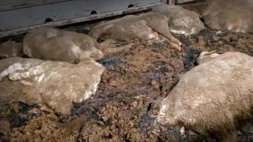 australische schafen