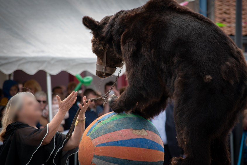 Bär auf Ball francejpg