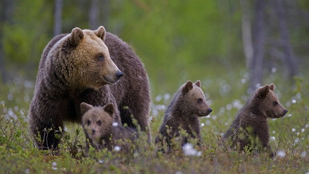 Bär mit Jungenpg