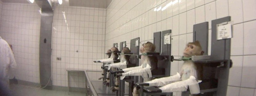 fakt-affe eingeklemmtpg