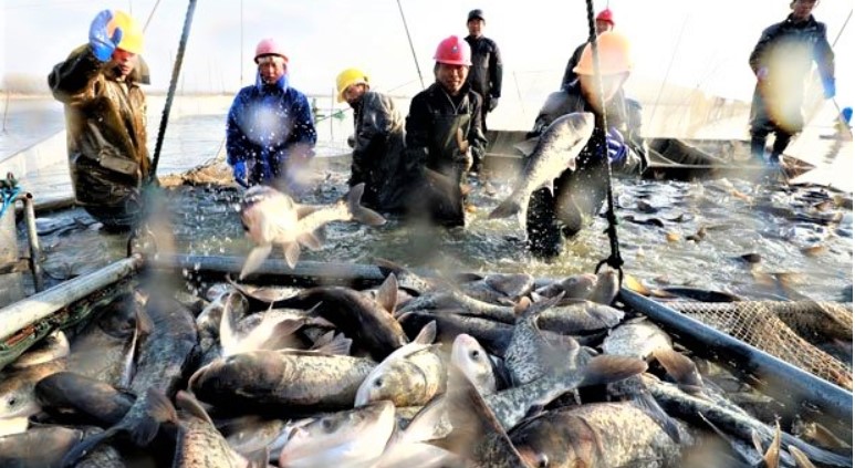 Fisch2 Somalias fischerjpg