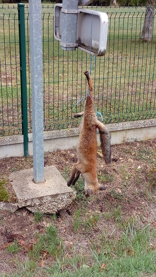 fuchs hängt vom Schildpg