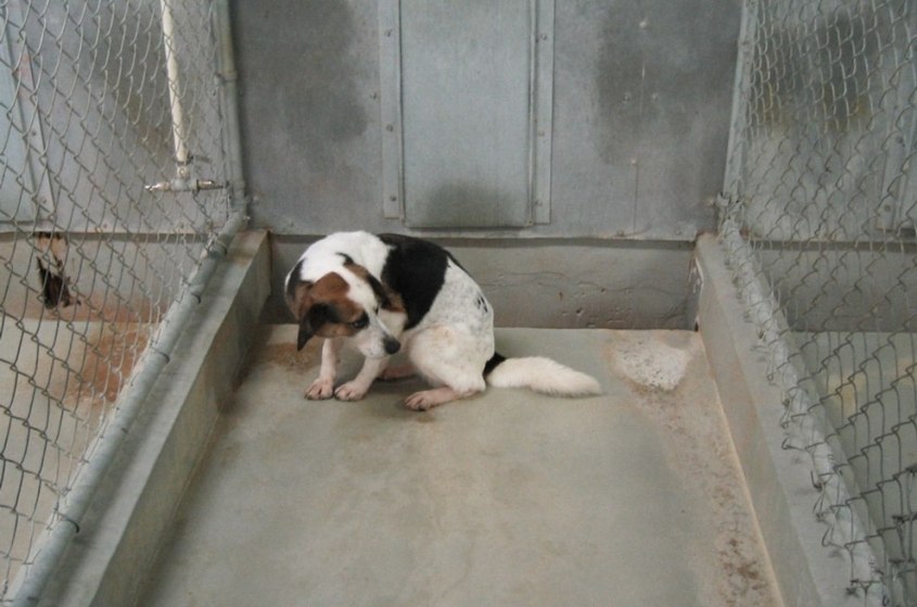 Hund-Tierversuch-jpg