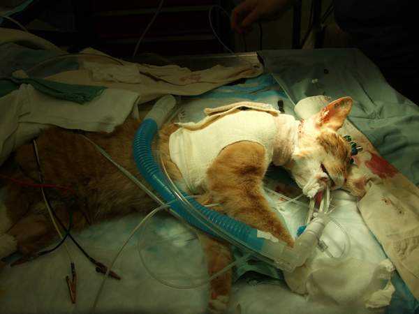 Katzenversuche-PETA-USA-600