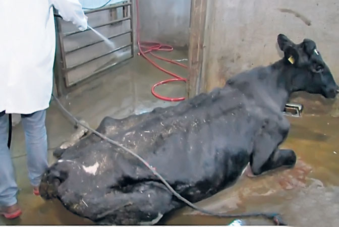 kranke kuh in Polandpg