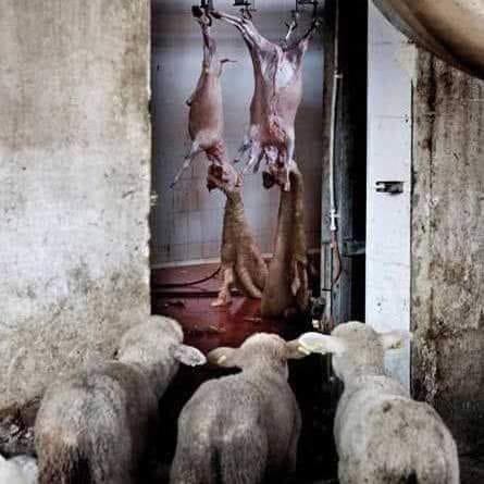 Schafen, die schlachten beobachtenn