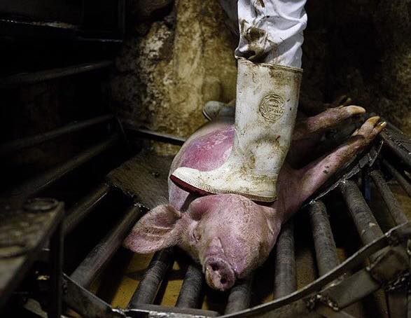 Schwein unter Stiefel des Schlachters_n