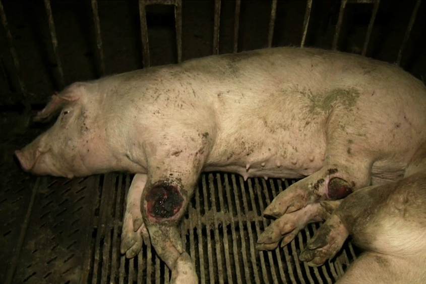 schweinemast-krankenbucht-6