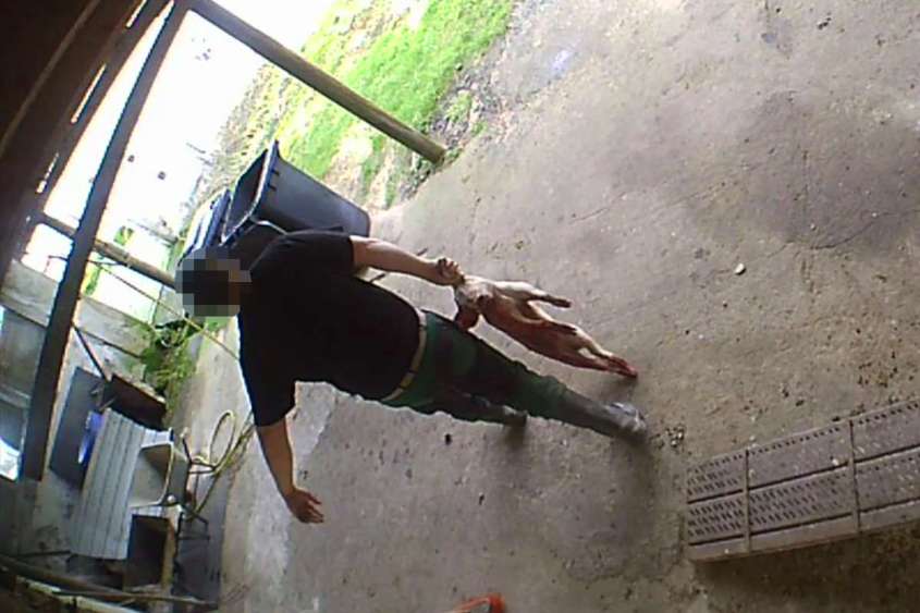 Schweinemast-laefer-entsorgt-3