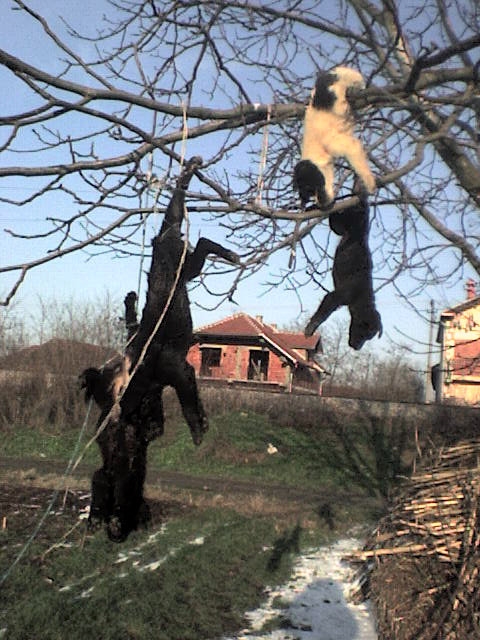 Serbia - stray dogs drowned and then hund from trees