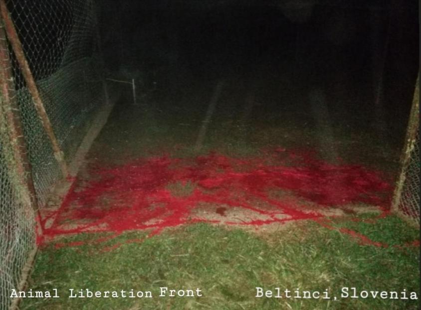 slovenia_birds_ALFpg