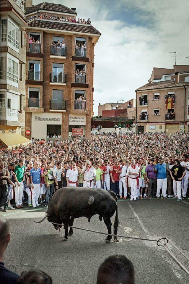 Stier und glotzende Arschlöcher