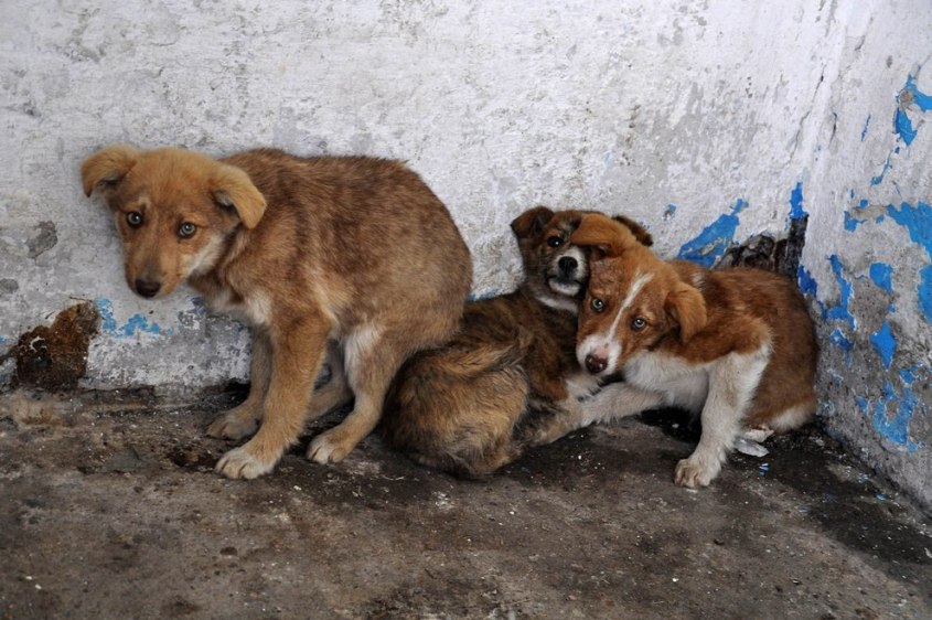 Strassenhunde-Rumaenien-