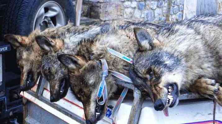 wolf-hunting-spain-14499