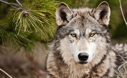 wyoming wolf