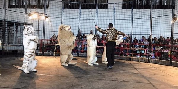 Zirkus Akrobatik mit Leopardpg