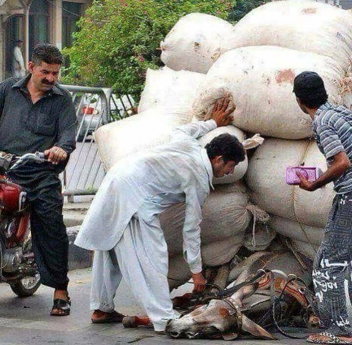 zusammengebrochenes eseljpg