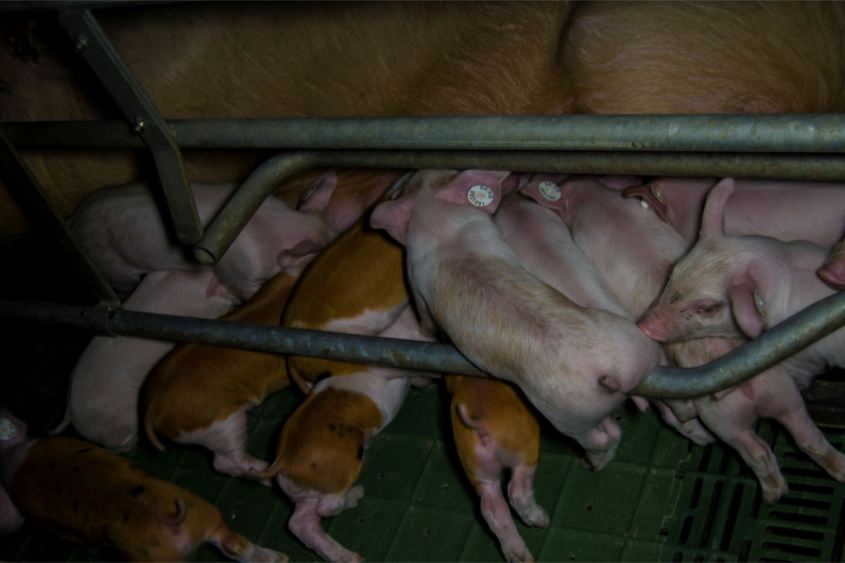 2015-straathof-alt-tellin-schweinezucht-saugende-ferkel