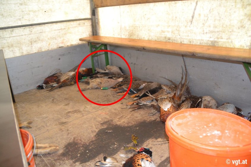 20191107_bildfasan2_gal