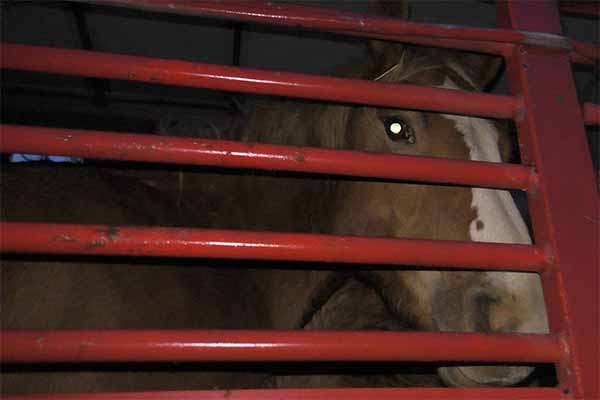 2019_10_23_Tiertransport_Pferde_Spanien_Italien