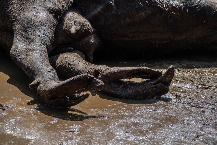 buffalo__2018-10-12_013-2560x1707