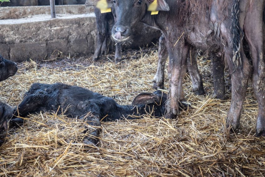 buffalo_VIER PFOTEN_2018-