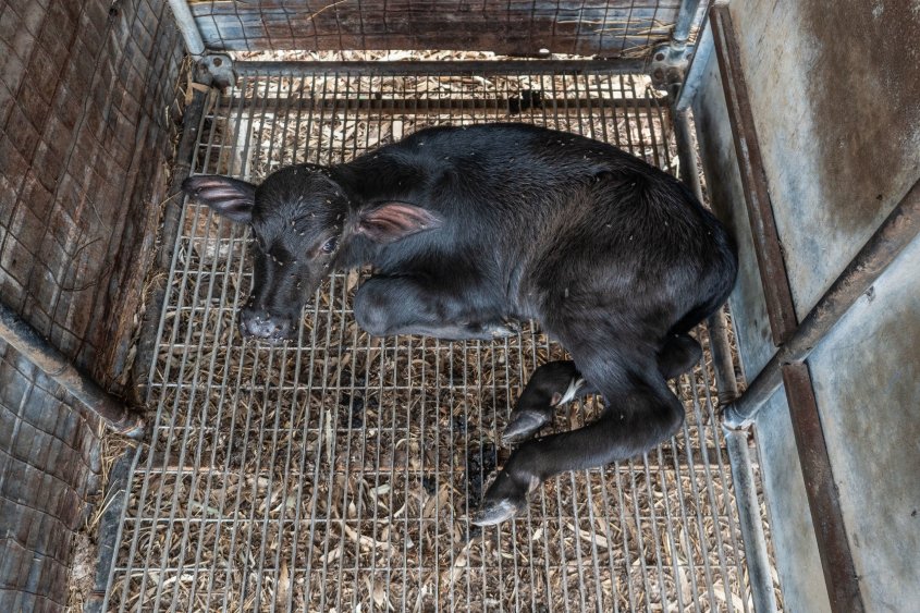 buffalo_VIER PFOTEN_2018-10-12_g