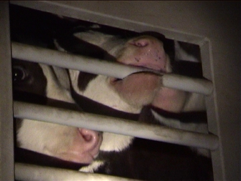 CEEC 2002-3 trans invest_Po Calves 1.JPG