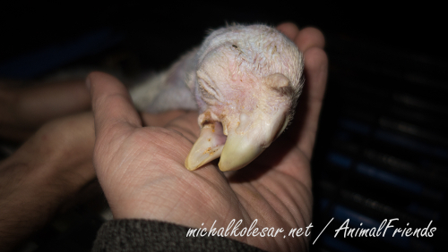 Czech_turkeys_oct19c