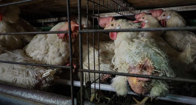 di-Essere-Animali-640x342