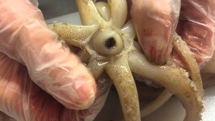 dissection black fishpg