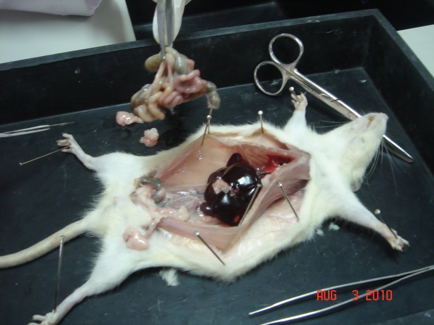 dissection MausG